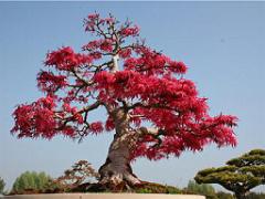 149 BONZAI A MAULEVRIER 2016_000018